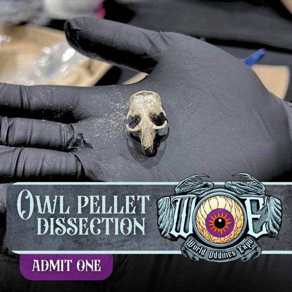 Ticket Add-on: Owl Pellet Dissection Class (Irving) - Image 2