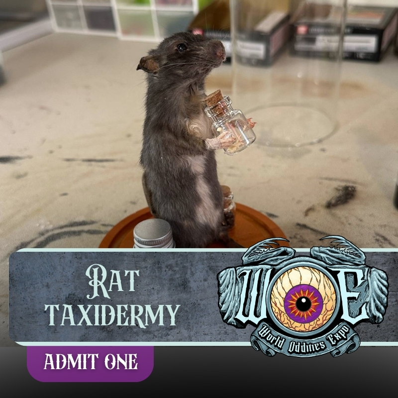 Ticket Add-on: Taxidermy Class - Full Body Rat Taxidermy (Denver) - Image 2